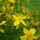 Fresh Saint John'S Wort Great Yellow Flower St. 700 Seeds A Garden