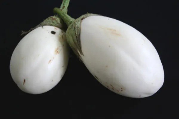 Fresh Wonder Eggs Eggplant White Wonder 25 Seeds Usa Garden
