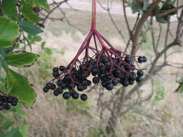 Fresh Elderberry Black Elderberry Tree Berry 100 Seeds Usa Garden