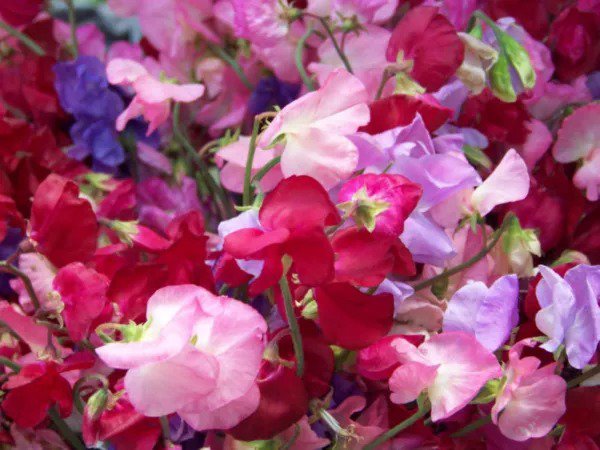Fresh Sweet Pea Royal Mix Fragrant 33 Seeds Us Usa Garden