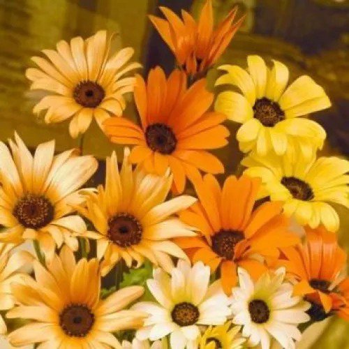 Fresh Daisy African Likes Sun And Heat Orange And Yellow Flowers 195 Seeds Garden