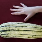Fresh Squash Delicata Sweet Potato Squash 35 Seeds Us Usa Garden