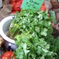 Fresh Cilantro Coriander Chinese Parsley 150 Seeds Garden