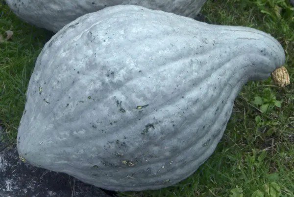 Fresh Squash Blue Hubbard Heirloom 39 Lb 10 Seeds # Garden