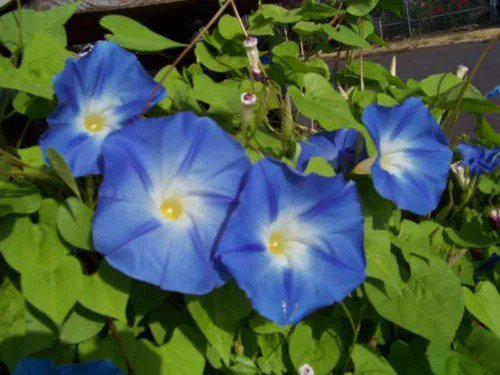 Fresh Morning Glory Vine Heavenly Blue Climbing Trumpet Flower 18 Seeds Garden