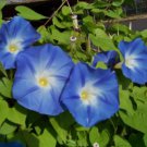 Fresh Morning Glory Vine Heavenly Blue Climbing Trumpet Flower 18 Seeds Garden
