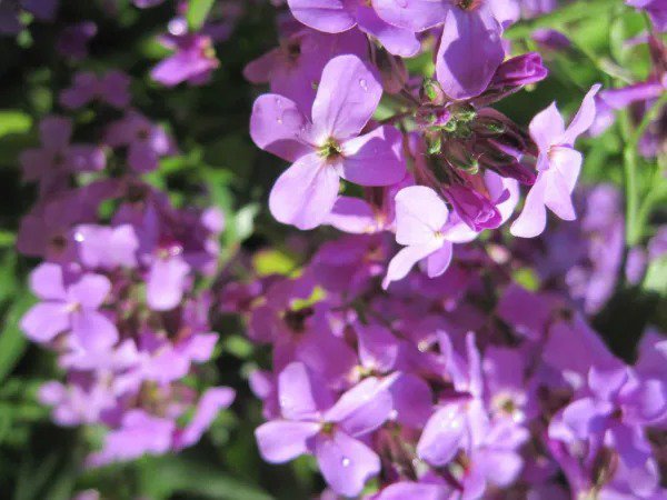 Fresh Stock Evening Scented Pink Purple Flower 500 Seeds Usa Garden