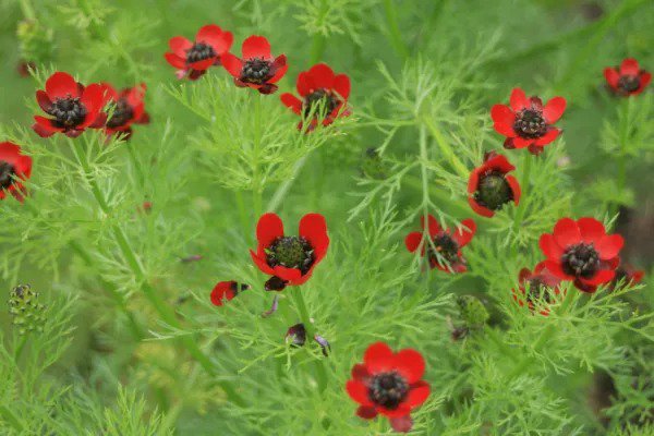 Fresh Pheasant Pheasants Eye Annual Red 80 Seeds Usa Garden