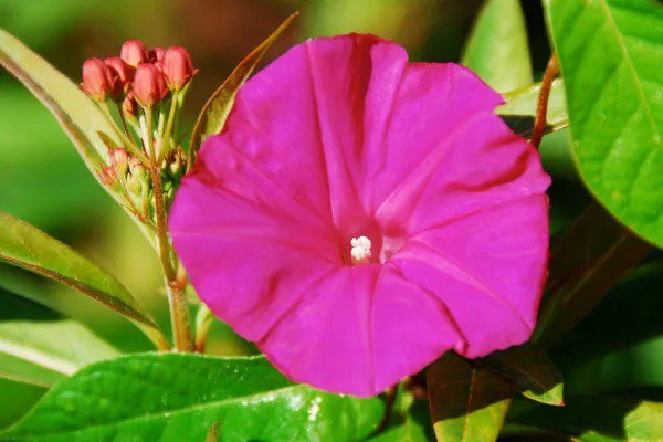 Fresh Morning Glory Scarlet O'Hara Deep Pink Flower Vine 65 Seeds Usa Garden