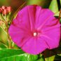 Fresh Morning Glory Scarlet O'Hara Deep Pink Flower Vine 65 Seeds Usa Garden