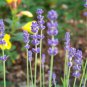Fresh Lavender Vera True English Herb 175 Seeds (Buy Any 10 ) Garden