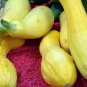 Fresh Squash Crookneck Golden Summer 25 Seeds Usa Garden