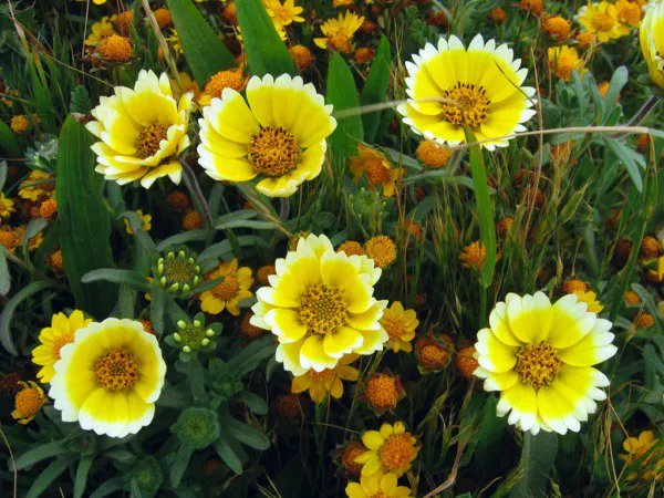 Fresh Tidy Tips Drought Tolerant Yellow Flower 360 Seeds Usa Garden
