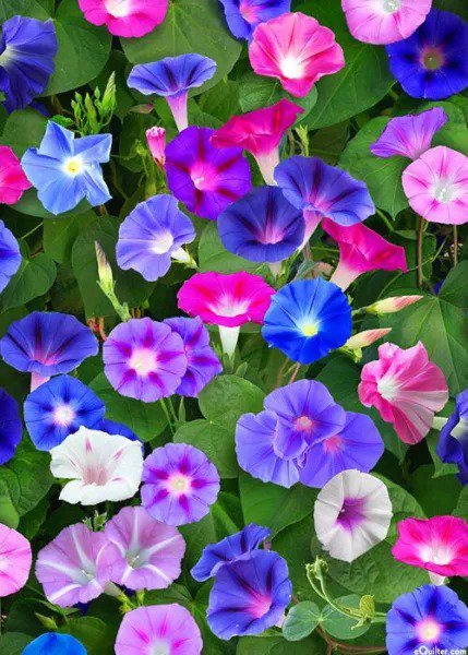 Fresh Morning Glory Mix Red Blue Flowers 75 Seeds Garden