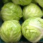 Fresh Cabbage Danish Ballhead 10 Lb Heads 175 Seeds Usa Garden