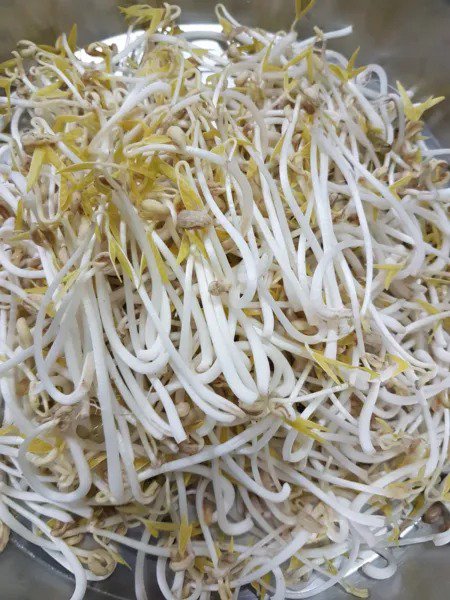 Fresh Bean Mung Beans Organic 60 Seeds Sprouts Usa # Buy Any 10 = Garden
