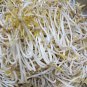 Fresh Bean Mung Beans Organic 60 Seeds Sprouts Usa # Buy Any 10 = Garden