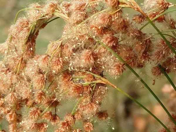 Fresh Wool Grass 6' Tall Pond Water Plant 1000 Seeds Usa Garden
