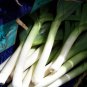 Fresh Leek Large American Flag Leeks 400 Seeds Us Usa Garden