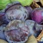 Fresh Cabbage Red Acre Purple Cabbage 93 Seeds Usa Garden