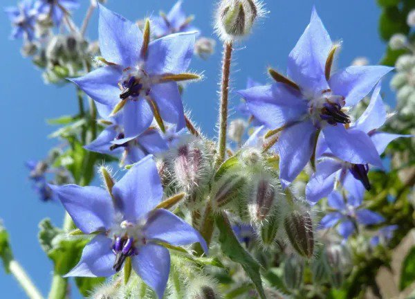 Fresh Borage Edible Blue Flower 60 Seeds Made In Usa Garden