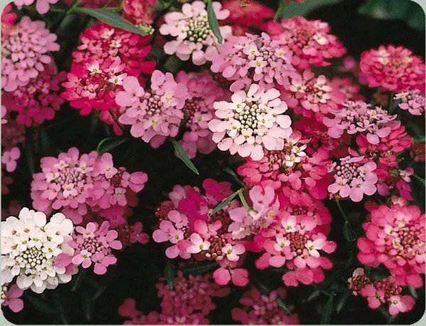 Fresh Candytuft Perennial White Pink Flower 325 Seeds Usa Garden