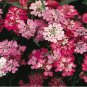 Fresh Candytuft Perennial White Pink Flower 325 Seeds Usa Garden