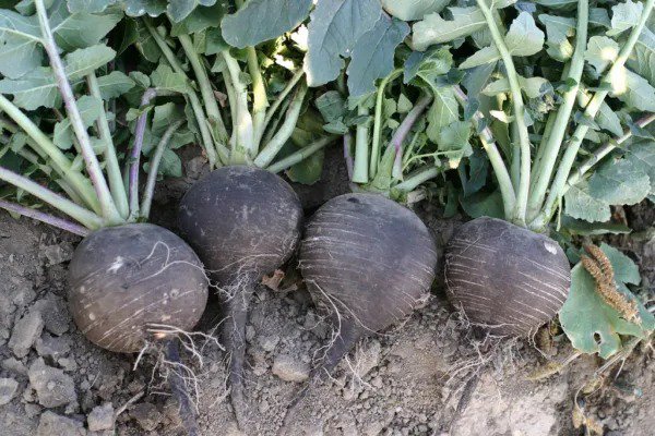 Fresh Radish Black Spanish Round White Inside Giant 3 4" Across 320 Seeds Garden