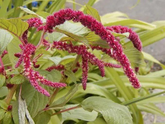 Fresh Love Lies Bleeding Red Ropes Flowers 1155 Seeds Garden