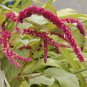 Fresh Love Lies Bleeding Red Ropes Flowers 1155 Seeds Garden