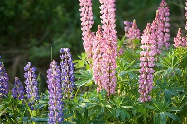 Fresh Lupine Pixie Delight Mix Dwarf 50 Seeds Garden