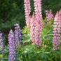 Fresh Lupine Pixie Delight Mix Dwarf 50 Seeds Garden