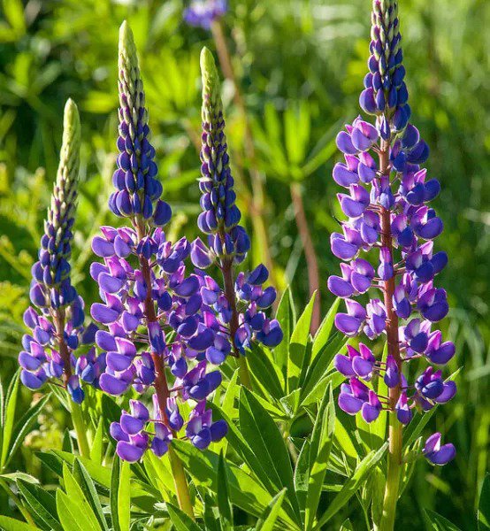 Fresh Lupine Annual Arroyo Quick Color Blue 25 Seeds Garden