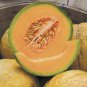 Fresh 41+ Delicious 51 Cantaloupe Seed Organic Heirloom Melon Fruit Summer Garden