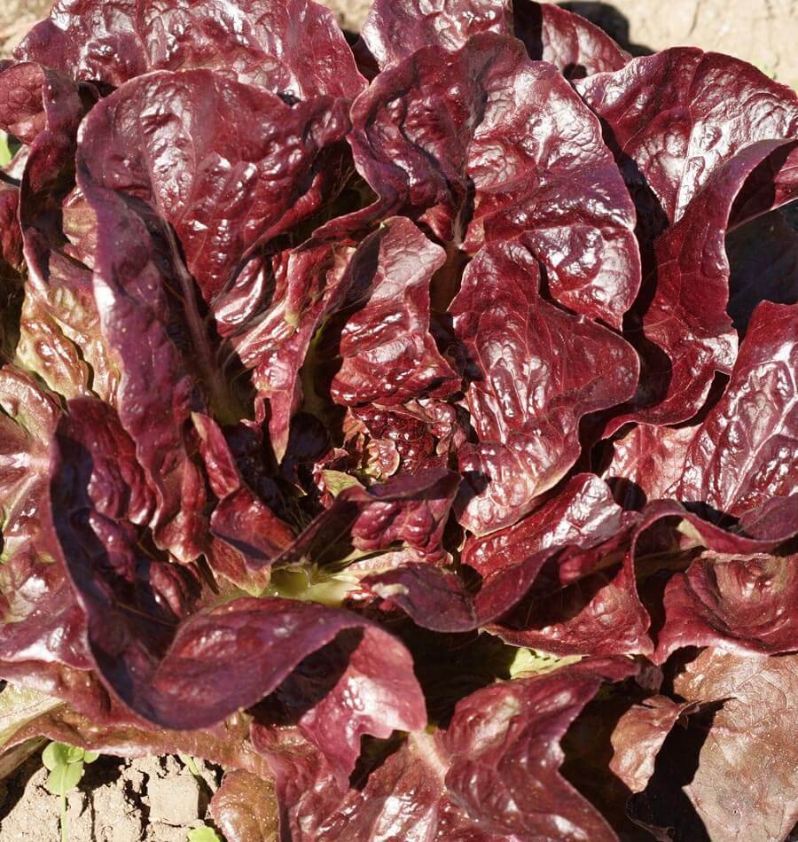 Fresh 601+ Rouge De Hiver Lettuce Seed Organic French Greens Vegetable Garden