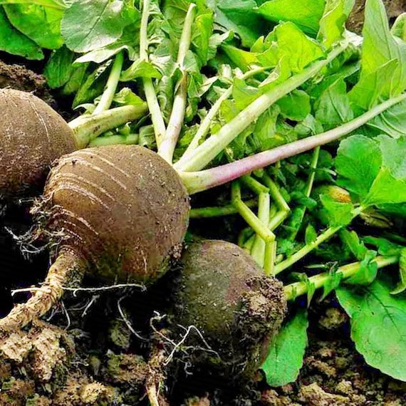 Fresh 401+ Black Spanish Round Radish Seed Organic Heirloom Vegetable Garden