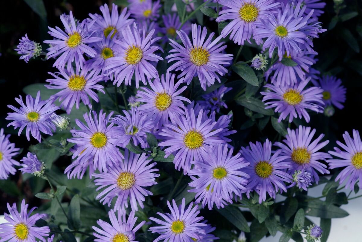Fresh 101+ Prairie Aster Seeds Perennial Native Wildflower Summer Fall Garden
