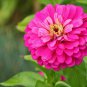 Fresh 301+ Rose Zinnia Seeds Summer Flowering Annual Big Cut Flowers Garden