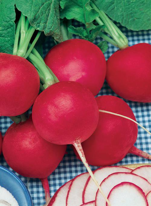 Fresh 301+ German Giant Radish Seeds Organic Heirloom Vegetable Mild Garden