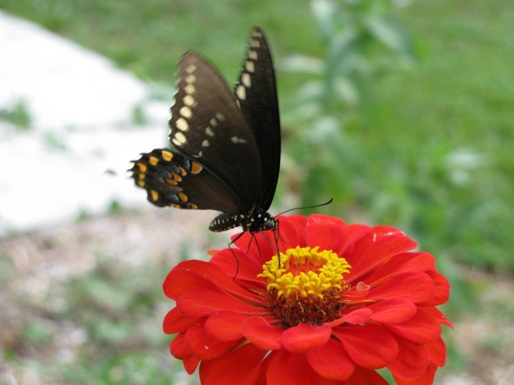 Fresh 301+ Red Zinnia Flower Seeds Summer Flowering Annual Cherry Cut Flowers Easy Fast Garden