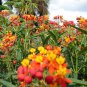 Fresh 101+ Bloodflower Milkweed Flower Seeds Annual Wildflower Drought Heat Garden