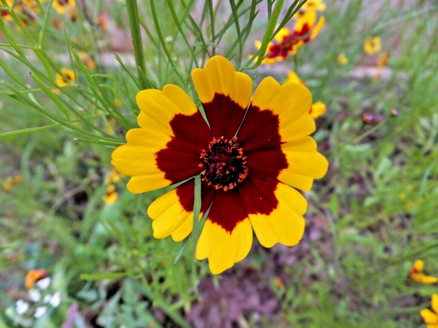 Fresh 2001+ Plains Coreopsis Seeds Native Wildflower Drought Heat Pollinators Tickseed Garden