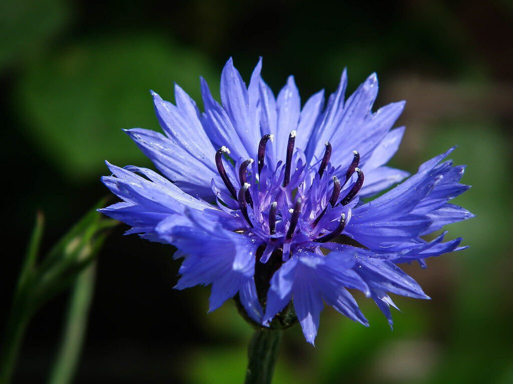 Fresh 501+ Blue Cornflower Seeds Bachelor Button Cut Dried Flowers Garden
