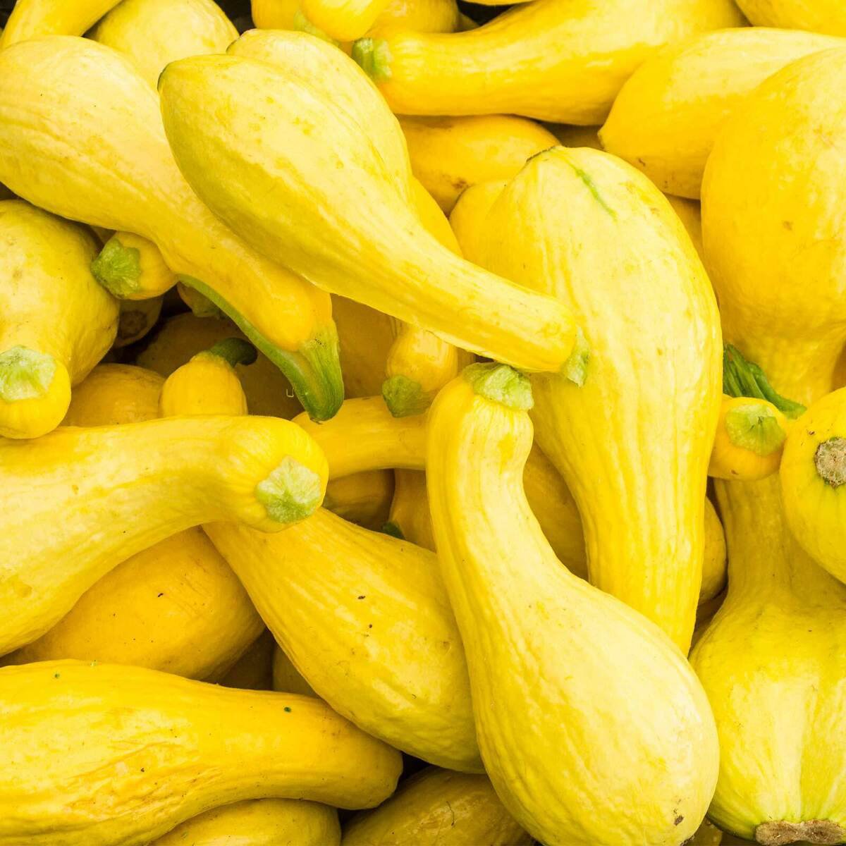 Fresh 41+ Crookneck Squash Seed Organic Native Heirloom Vegetable Garden