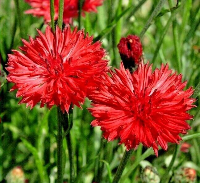 Fresh 501+ Red Cornflower Seeds Bachelor Button Cut Dried Flowers Garden