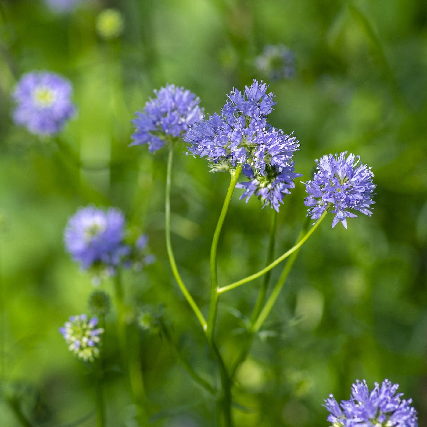 Fresh 401+ Globe Gilia Thimble Flower Seeds Native Southwest Wildflower Drought Heat Garden
