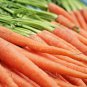 Fresh 401+ Tendersweet Carrot Seeds Organic Summer Vegetable Patio Garden
