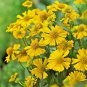 Fresh 501+ Autumn Sneezeweed Seed Perennial Native Wildflower Summer Garden