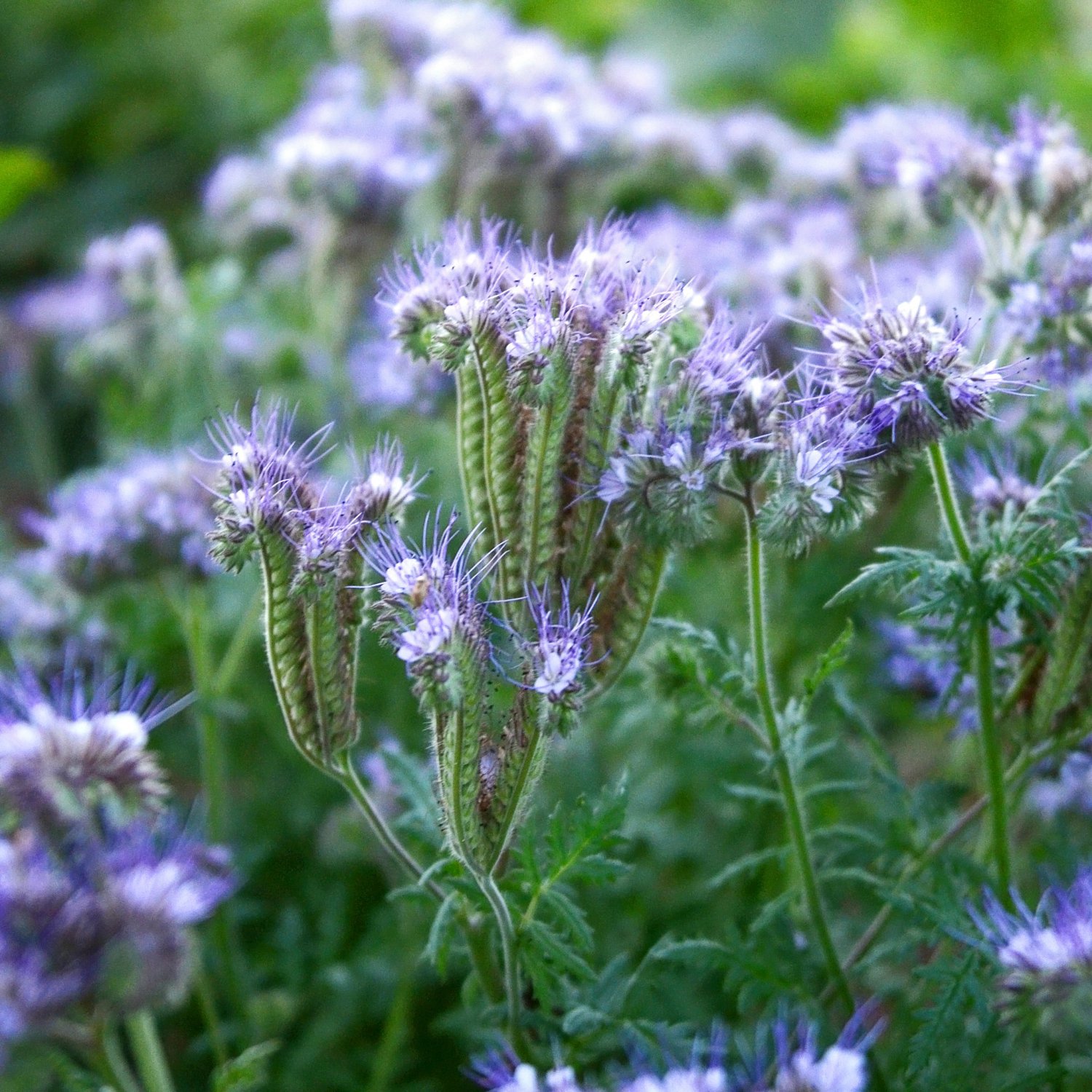 Fresh 1001+ Lacy Phacelia Seed Native Wildflower Pollinators Drought Heat Cover Crop Garden