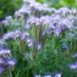 Fresh 1001+ Lacy Phacelia Seed Native Wildflower Pollinators Drought Heat Cover Crop Garden